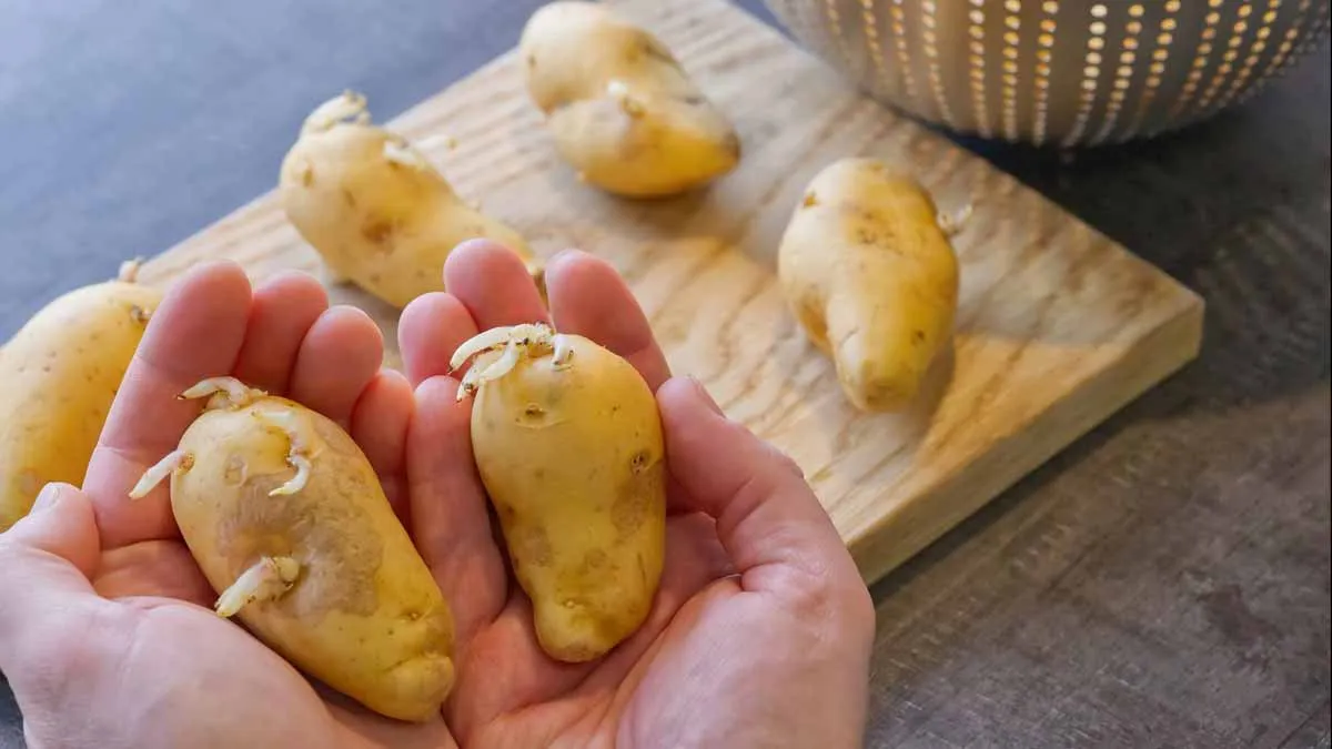 Så här förvarar du potatis bäst